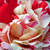 Ružová - Anglická ruža - Ausdrawn